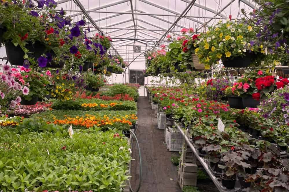 Skyline Gardens greenhouse interior