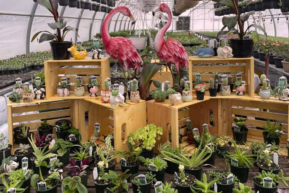 Skyline Gardens plant selection