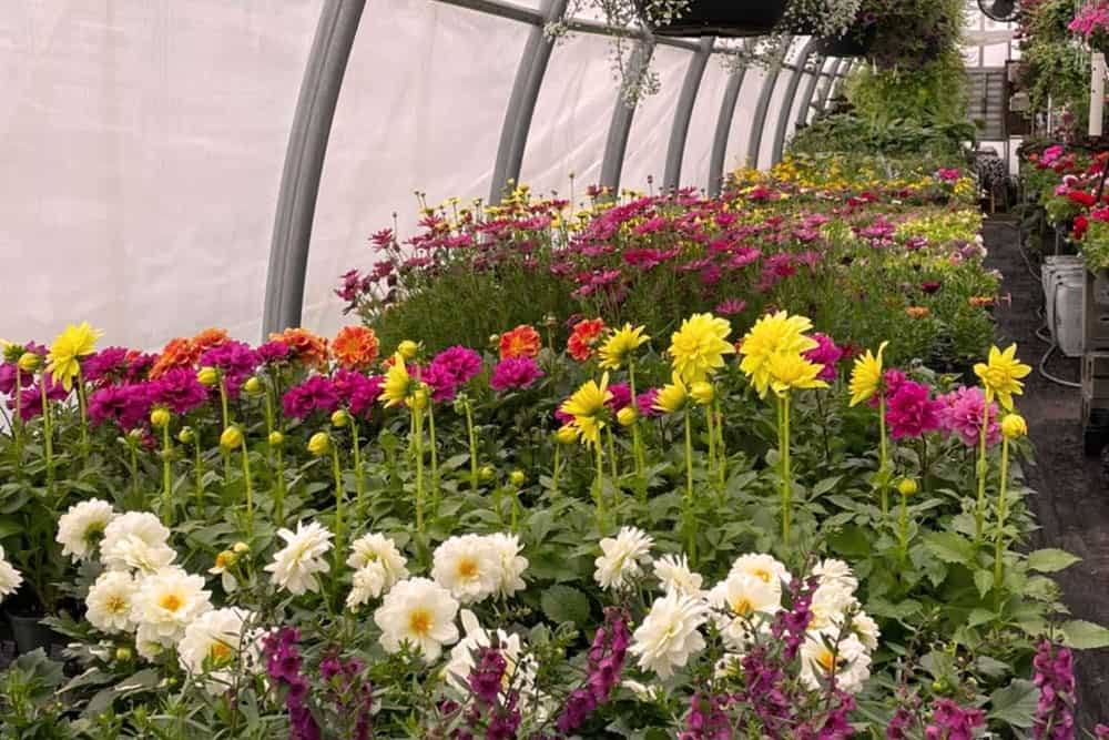 Skyline Gardens garden centre
